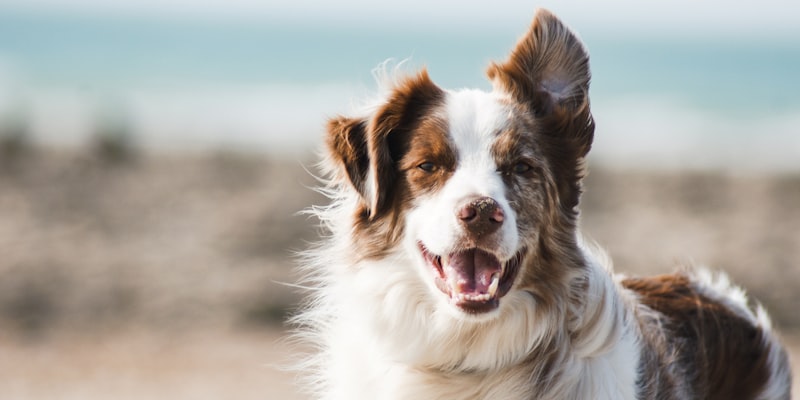Happy dog in a clean Auckland home - pet cleaning tips
